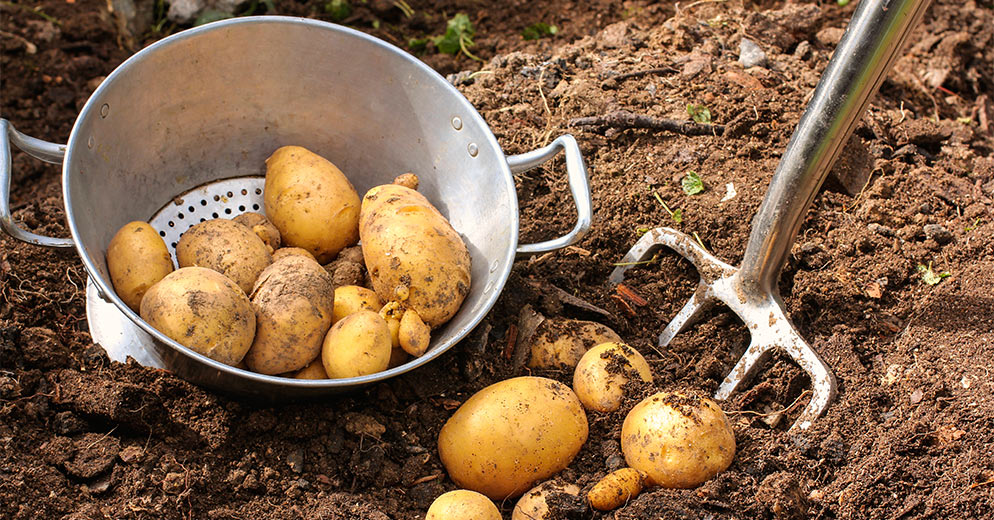 Kartoffeln auf dem Kartoffelacker