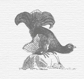 Illustration Birkhuhn