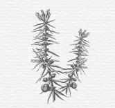 Illustration Heidekräuter